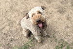 Un Lagotto Romagnolo assis sur une surface sableuse et tirant la langue