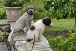 Deux Lagotto Romagnolo assis sur un muret