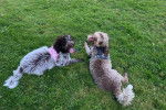 Deux Lagotto Romagnolo allongés sur un terrain herbeux et portant chacun un harnais