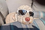 Un Lagotto Romagnolo allongé dans un canapé et portant des lunettes 