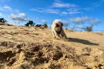 Un Lagotto Romagnolo courant sur une surface sableuse