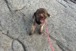 Un Lagotto Romagnolo assis sur un rocher tenu en laisse et portant un harnais