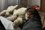 Un Lagotto Romagnolo allongé sur un lit