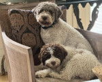 Deux Lagotto Romagnolo assis sur une chaise