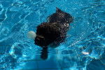 Un Lagotto Romagnolo nageant dans une piscine