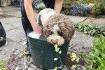 Un Lagotto Romagnolo prenant son bain