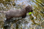 Un Lagotto Romagnolo marchant dans l'eau et portant un collier autour du cou