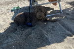 Un Lagotto Romagnolo assis sur une surface sableuse à côté d'un transat
