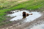 Un Lagotto Romagnolo allongé dans une flaque d'eau