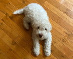Un Lagotto Romagnolo allongé sur un plancher en bois
