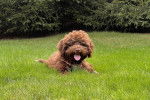 Un Lagotto Romagnolo allongé sur un terrain herbeux et tirant la langue