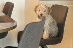 Un Lagotto Romagnolo assis sur une chaise