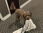 Un Lagotto Romagnolo tenant une serviette dans sa gueule et tenu en laisse