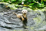 Un Lagotto Romagnolo dans l'eau et portant un harnais