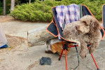 Un Lagotto Romagnolo assis sur une chaise