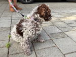 Un Lagotto Romagnolo assis sur un sol carrelé et tenu en laisse