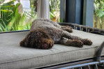 Un Lagotto Romagnolo allongé sur un lit