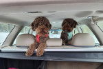 Deux Lagotto Romagnolo dans un véhicule