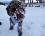 Un Lagotto Romagnolo marchant sur une surface enneigée et tenu en laisse
