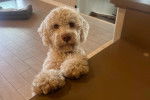 Un Lagotto Romagnolo dans un appartement