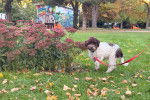 Un Lagotto Romagnolo sur un terrain herbeux et tenu en laisse