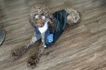 Un Lagotto Romagnolo allongé sur un plancher en bois et portant des lunettes