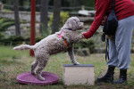 Un Lagotto Romagnolo tendant la patte à une personne et portant un harnais