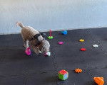 Un Lagotto Romagnolo jouant avec des jouets et portant un harnais