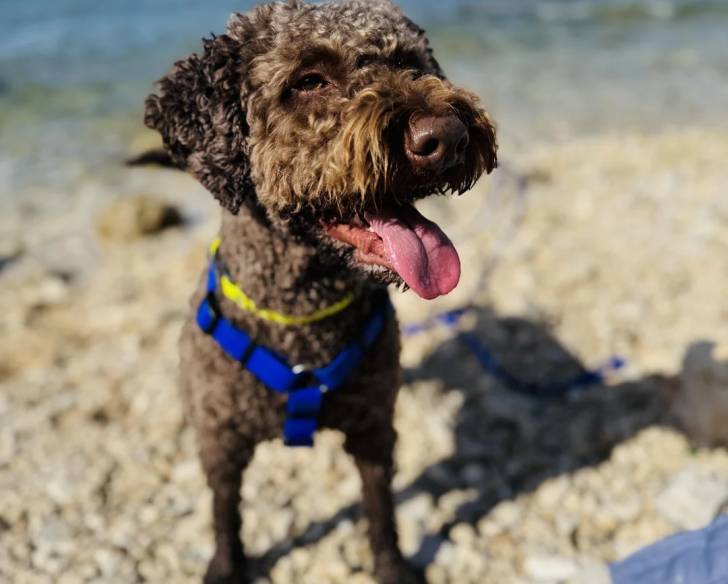 Un Lagotto Romagnolo sur des gravillons portant un harnais et tirant la langue