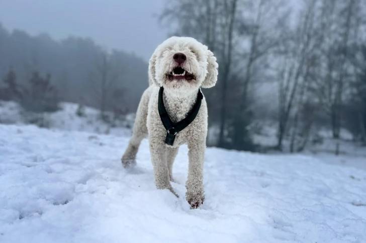 Un Lagotto Romagnolo portant un harnais et marchant sur une surface enneigée