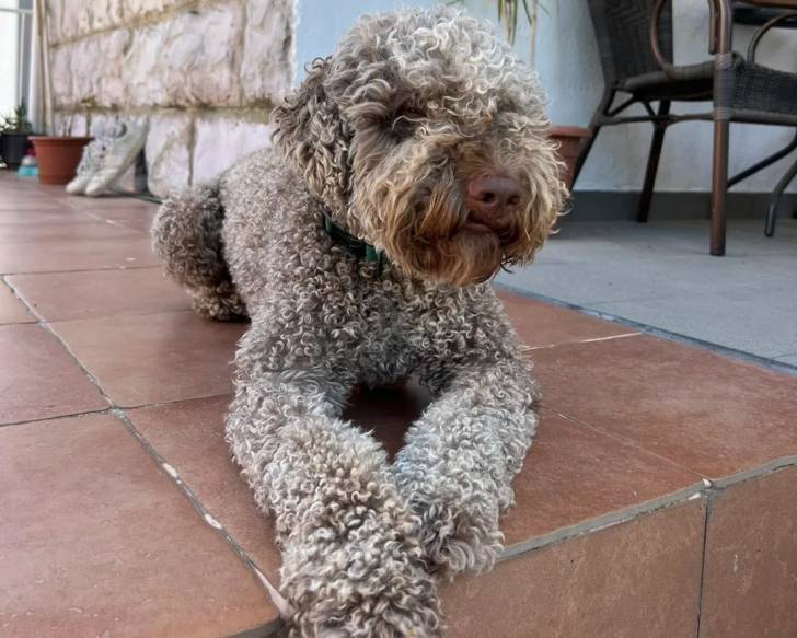 Un Lagotto Romagnolo allongé sur une terrasse   