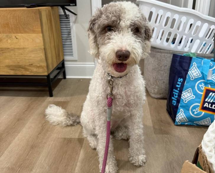 Un Lagotto Romagnolo assis dans un appartement et tenu en laisse