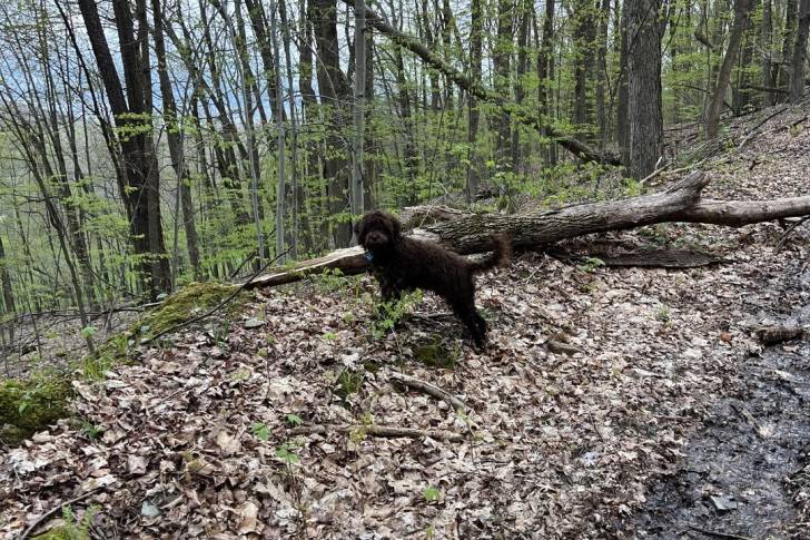 Un Lagotto Romagnolo sur une surface pleine de feuilles mortes portant un collier autour du cou et regardant vers la caméra