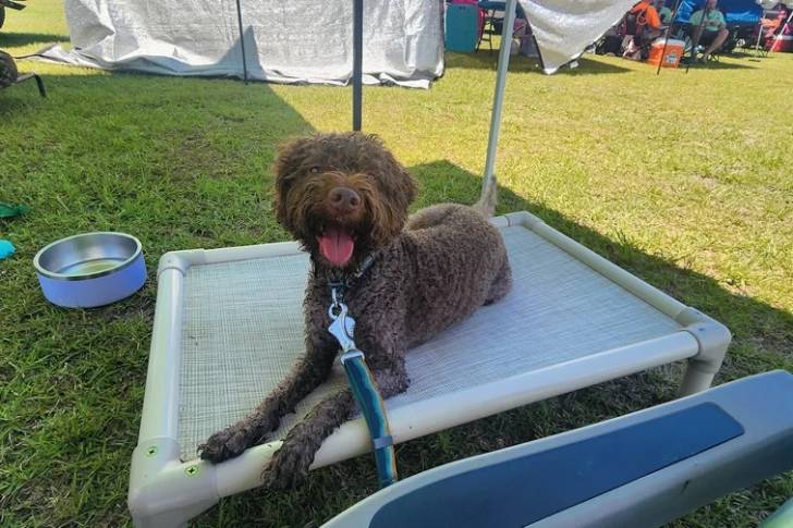 Un Lagotto Romagnolo allongé tenu en laisse et tirant la langue