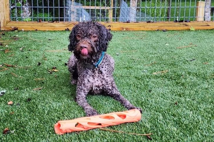 Un Lagotto Romagnolo allongé dans une cage et se léchant les babines