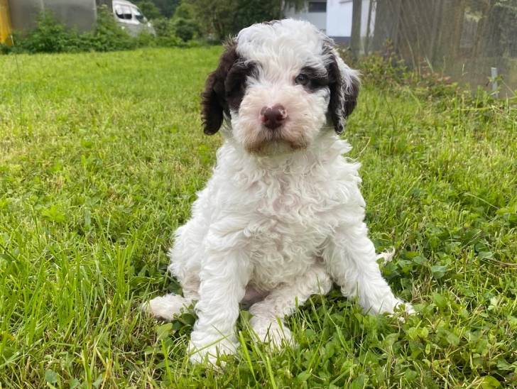 Un Lagotto Romagnolo assis sur un terrain herbeux et regardant vers la caméra