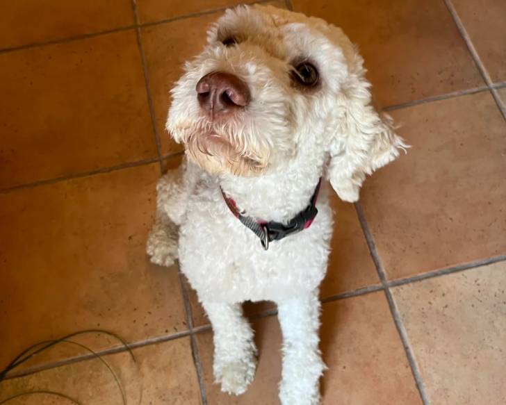 Un Lagotto Romagnolo assis sur un sol carrelé et portant un collier autour du cou 