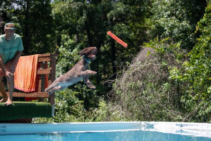 Un Lagotto Romagnolo en plein exercice physique