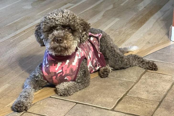 Un Lagotto Romagnolo allongé et portant un harnais