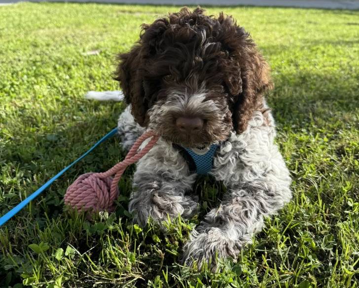 Un Lagotto Romagnolo allongé sur un terrain herbeux portant un harnais et tenant une corde dans sa gueule
