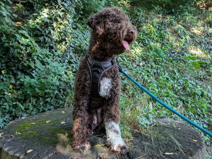Un Lagotto Romagnolo assis sur du bois et tenu en laisse