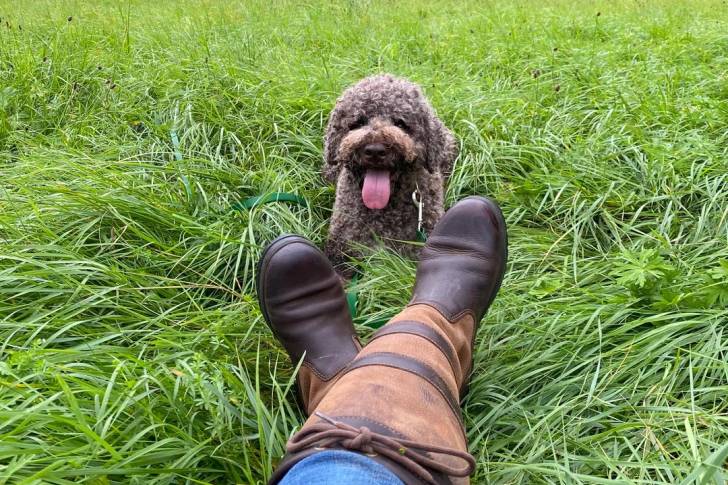 Un Lagotto Romagnolo allongé sur un terrain herbeux et tirant la langue