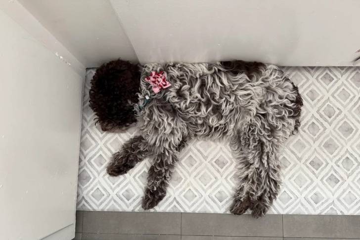 Un Lagotto Romagnolo allongé et semblant dormir