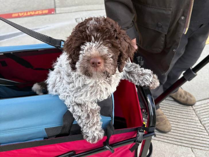 Un Lagotto Romagnolo dans une poussette et tenu en laisse
