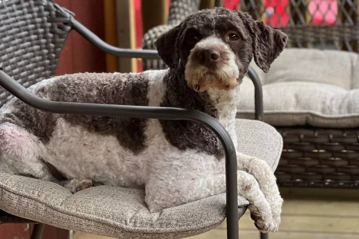 Un Lagotto Romagnolo allongé sur une chaise et regardant vers la caméra