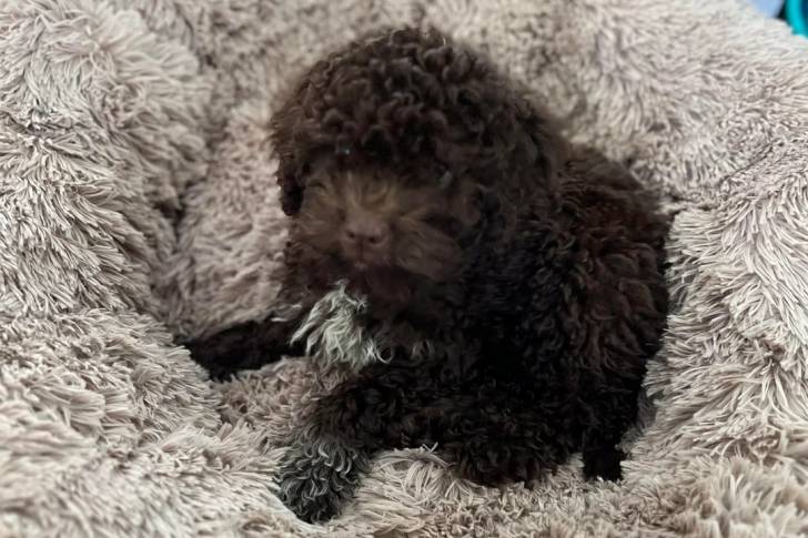 Un Lagotto Romagnolo allongé dans un panier