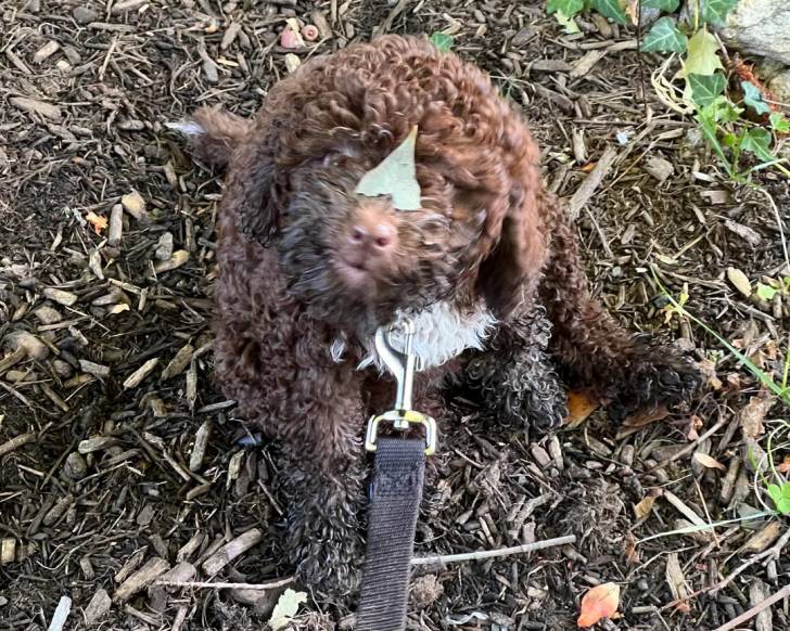 Un Lagotto Romagnolo assis sur un sol jonchés de feuilles mortes et tenu en laisse