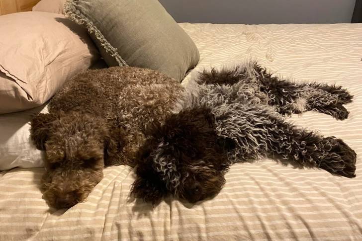 Deux  Lagotto Romagnolo allongés sur un lit