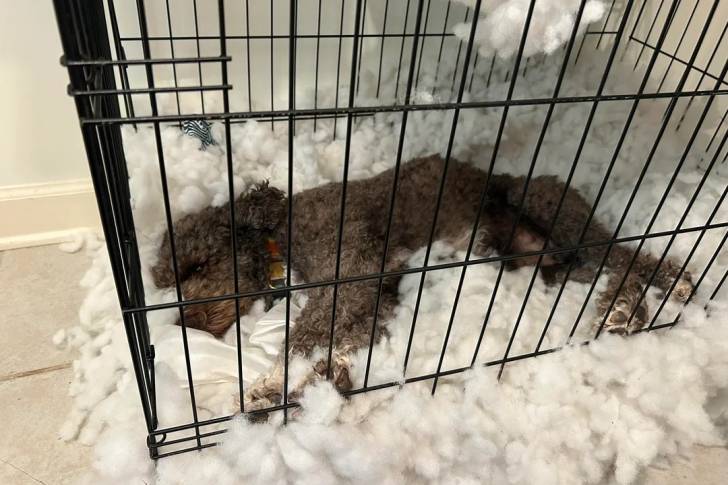 Un Lagotto Romagnolo allongé dans une cage