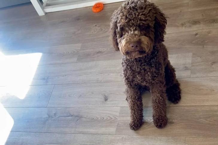 Un Lagotto Romagnolo assis sur un plancher en bois